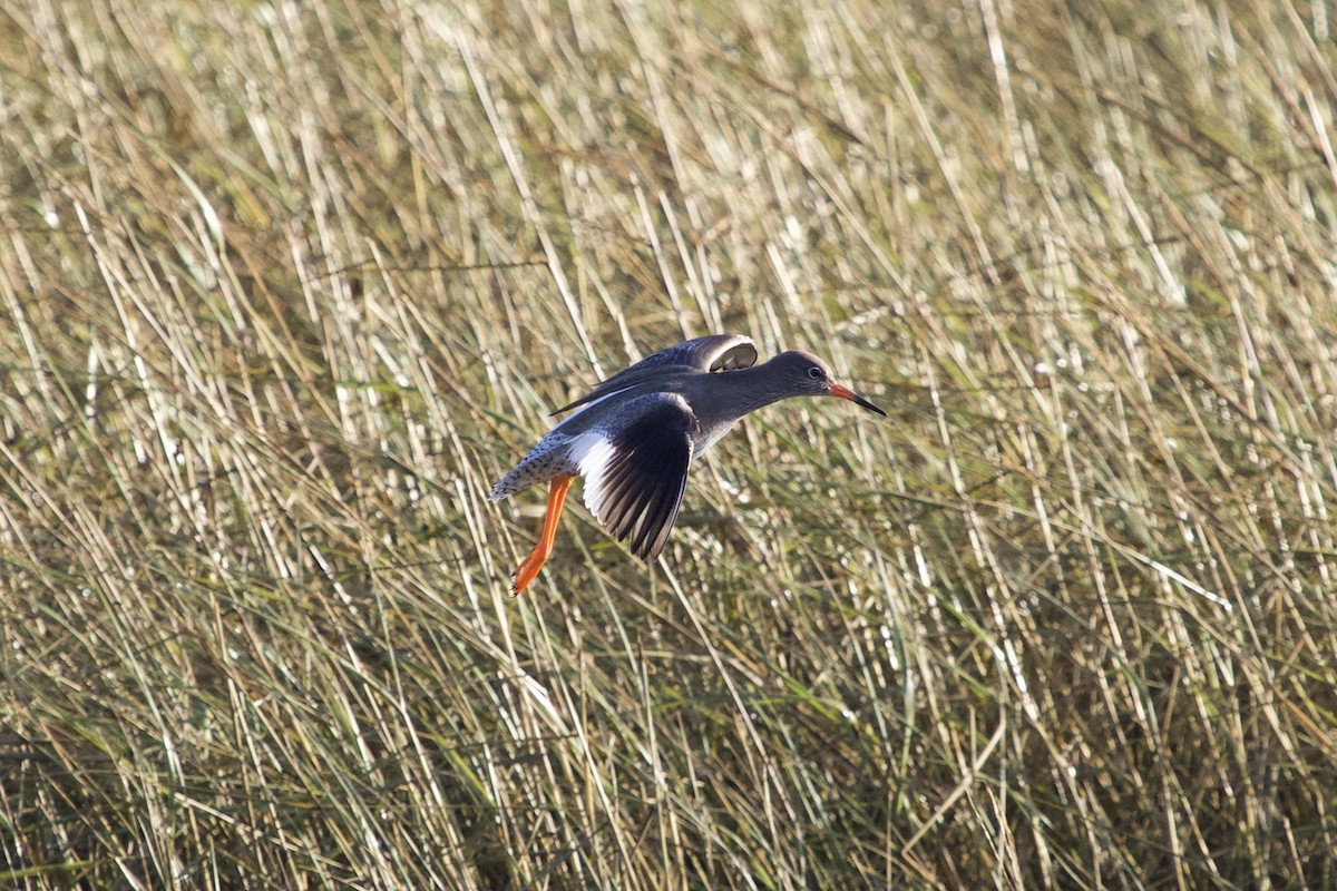 Common Redshank - ML614025035