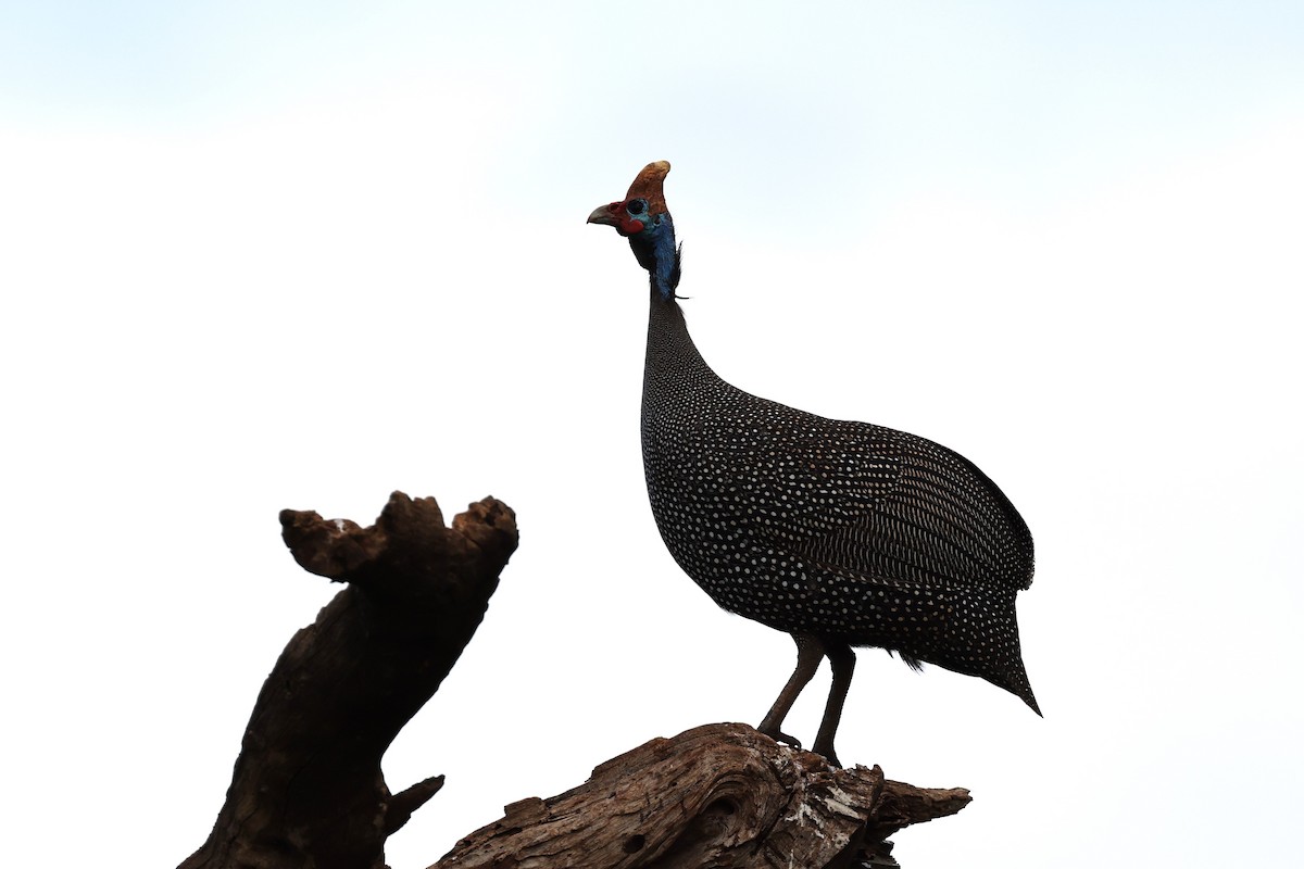 Helmeted Guineafowl (Reichenow's) - ML614025150