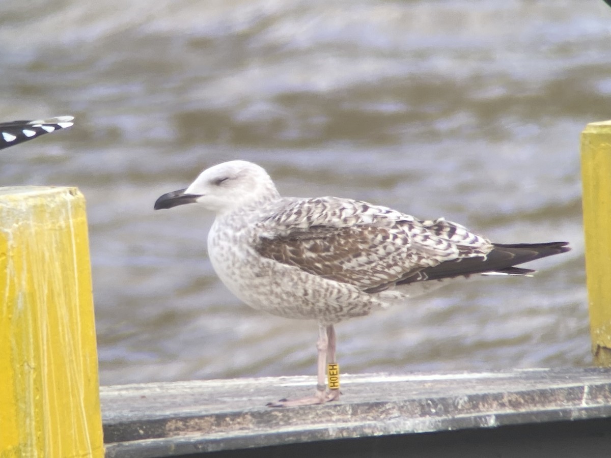 Yellow-legged Gull - ML614025155