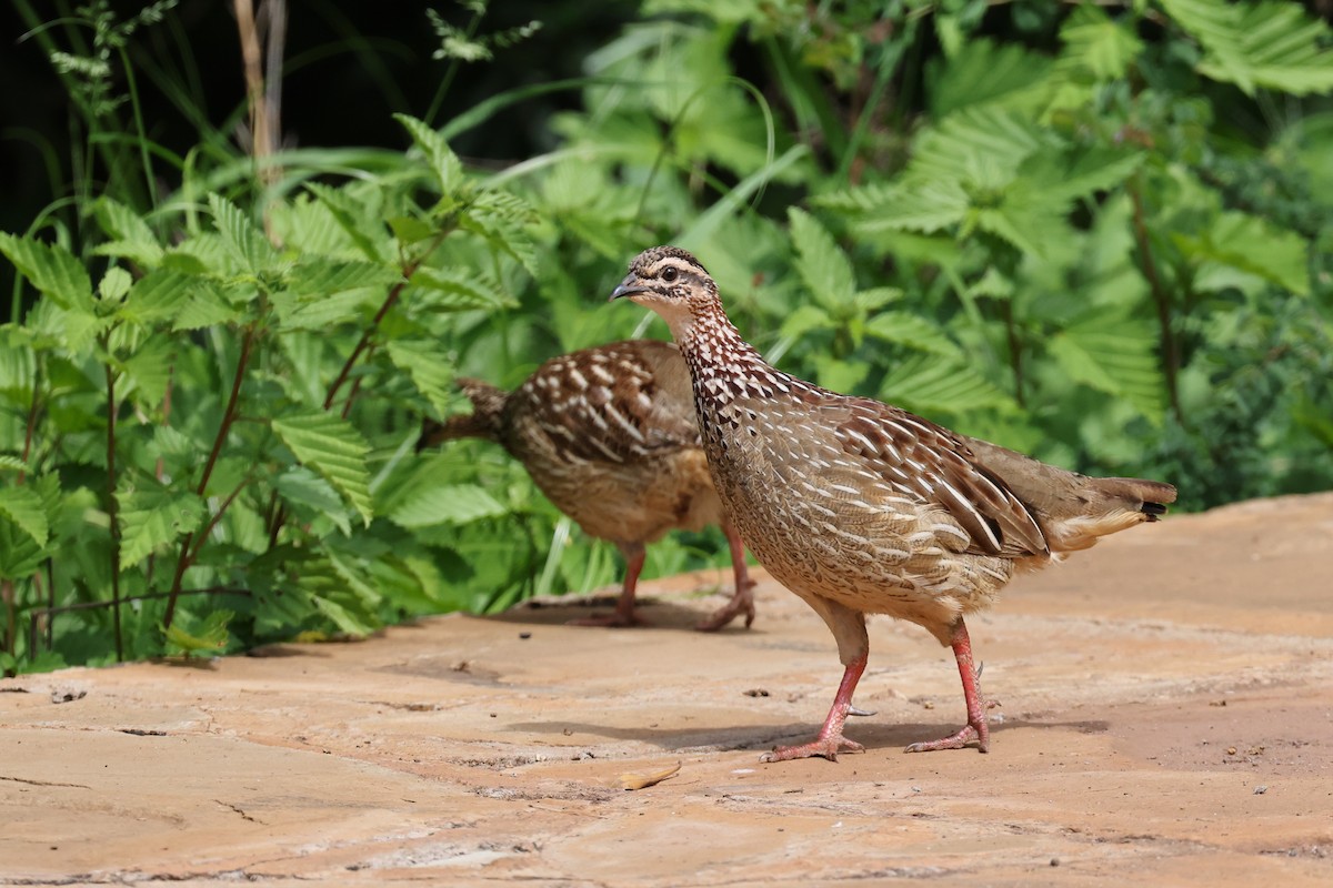 Crested Francolin - ML614025157