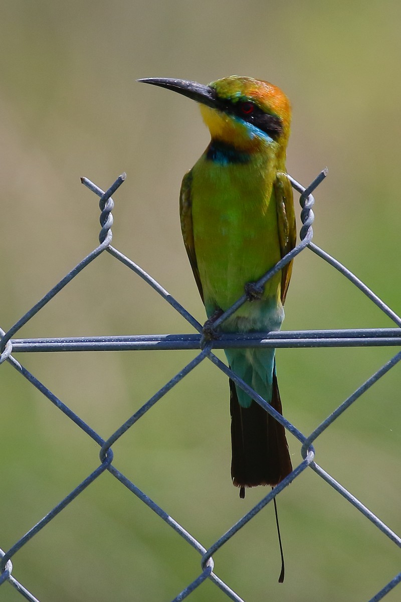 Rainbow Bee-eater - ML614025247