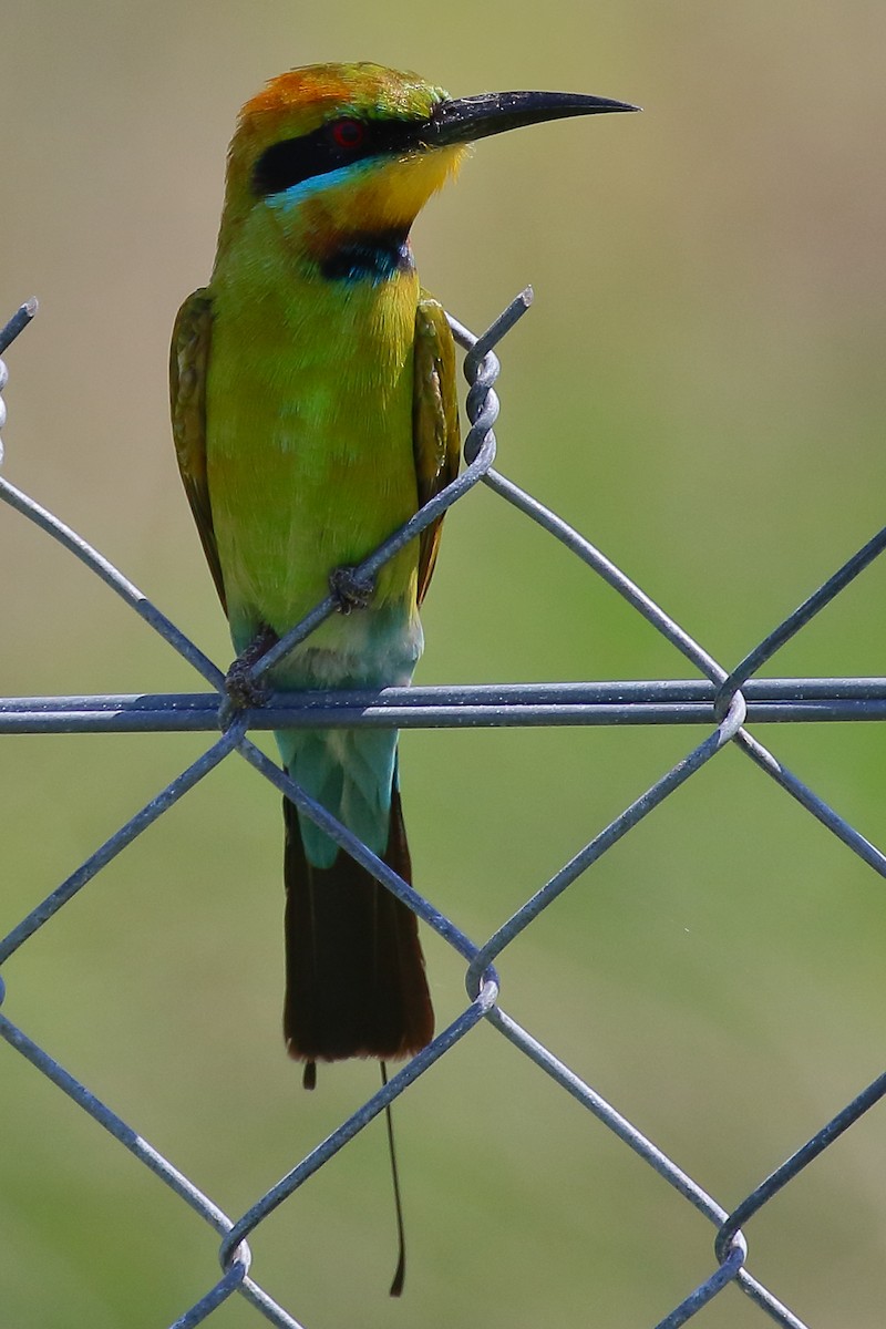 Rainbow Bee-eater - ML614025248