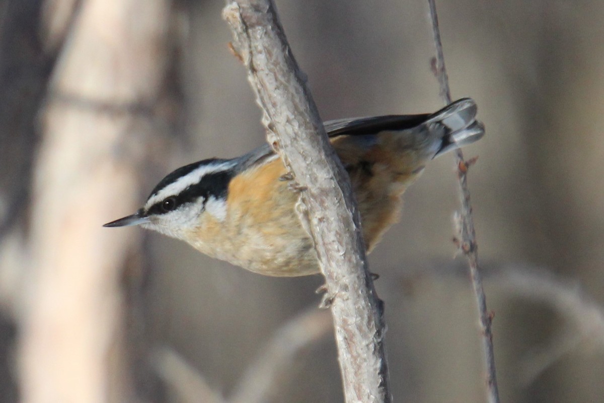 Red-breasted Nuthatch - ML614025306