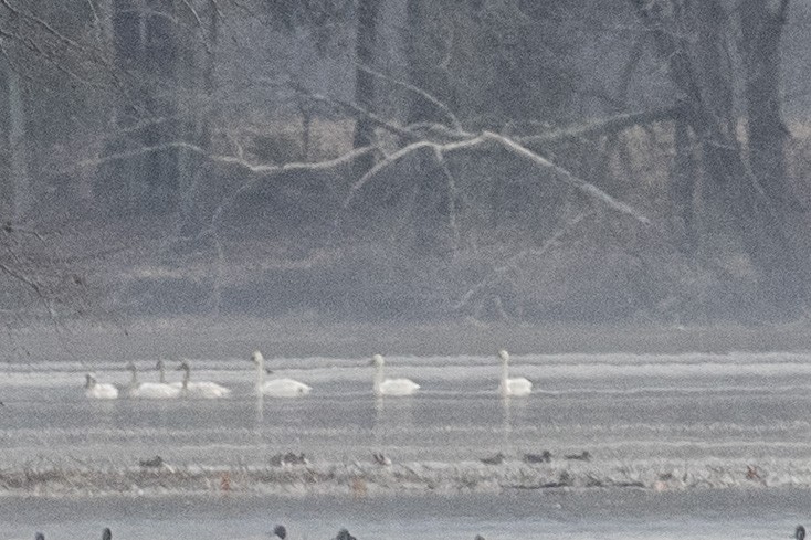 Tundra Swan - ML614025323