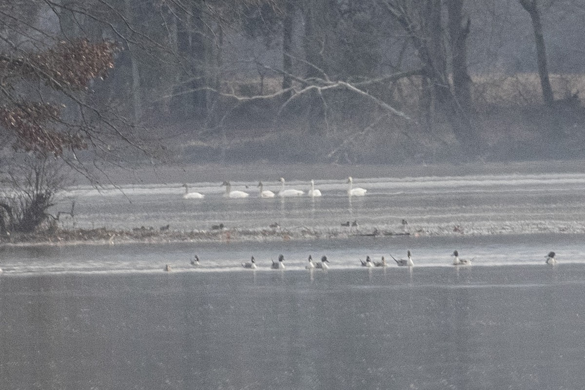 Cygne siffleur - ML614025324