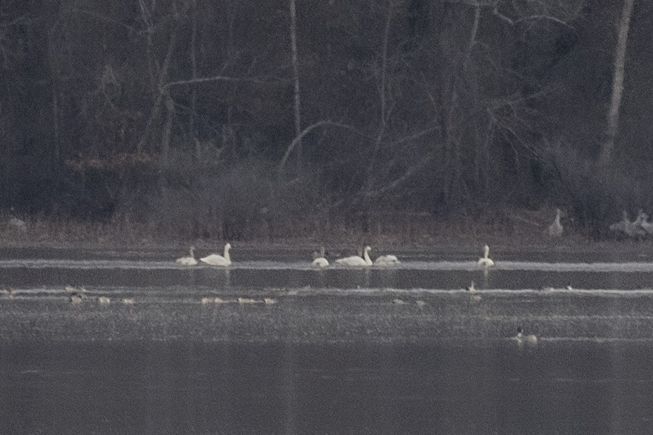 Cygne siffleur - ML614025325