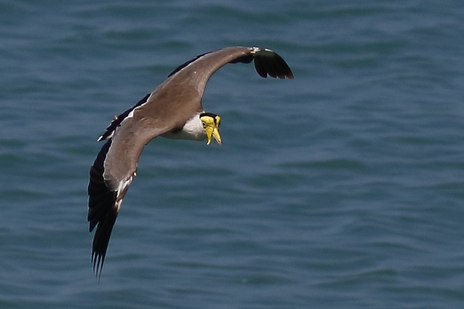 Masked Lapwing - ML614025342