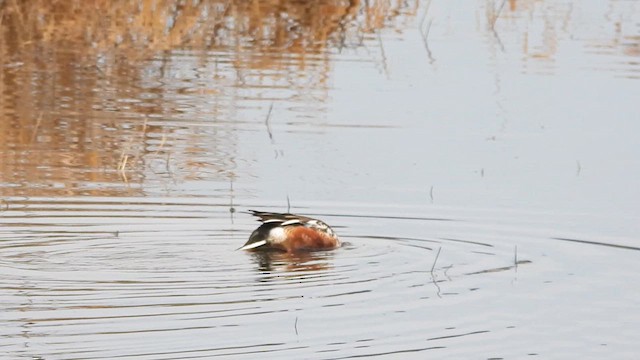 Canard souchet - ML614025355