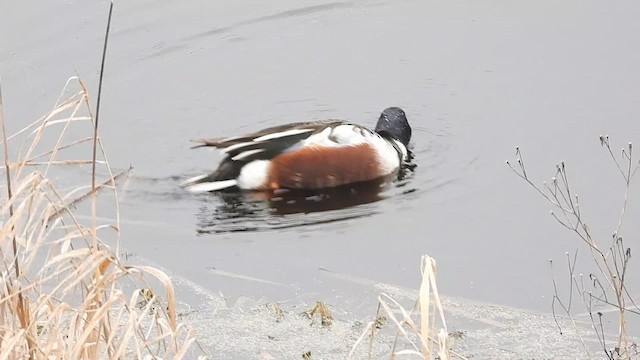 Northern Shoveler - ML614025358