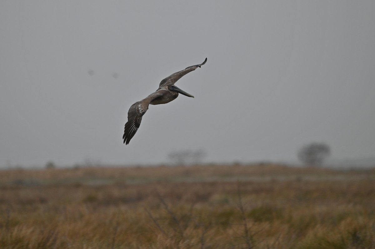 Brown Pelican - ML614025404