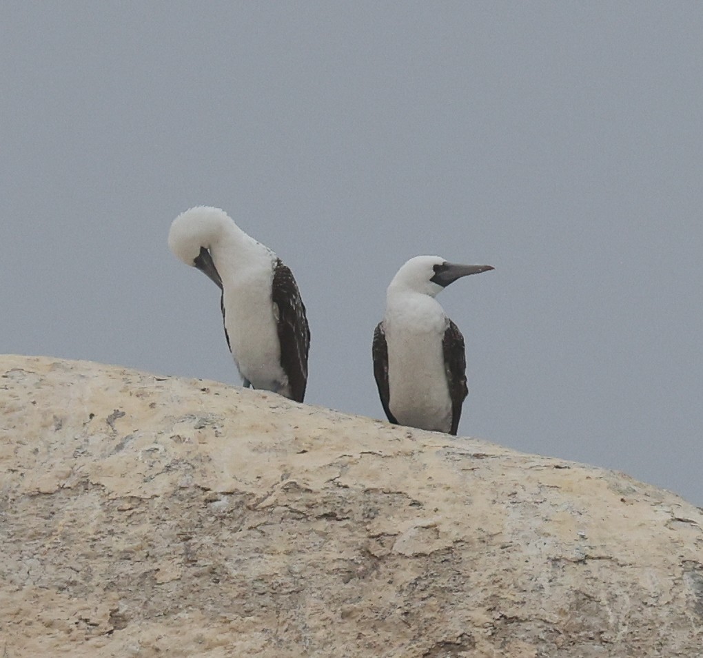 Peruvian Booby - ML614025522