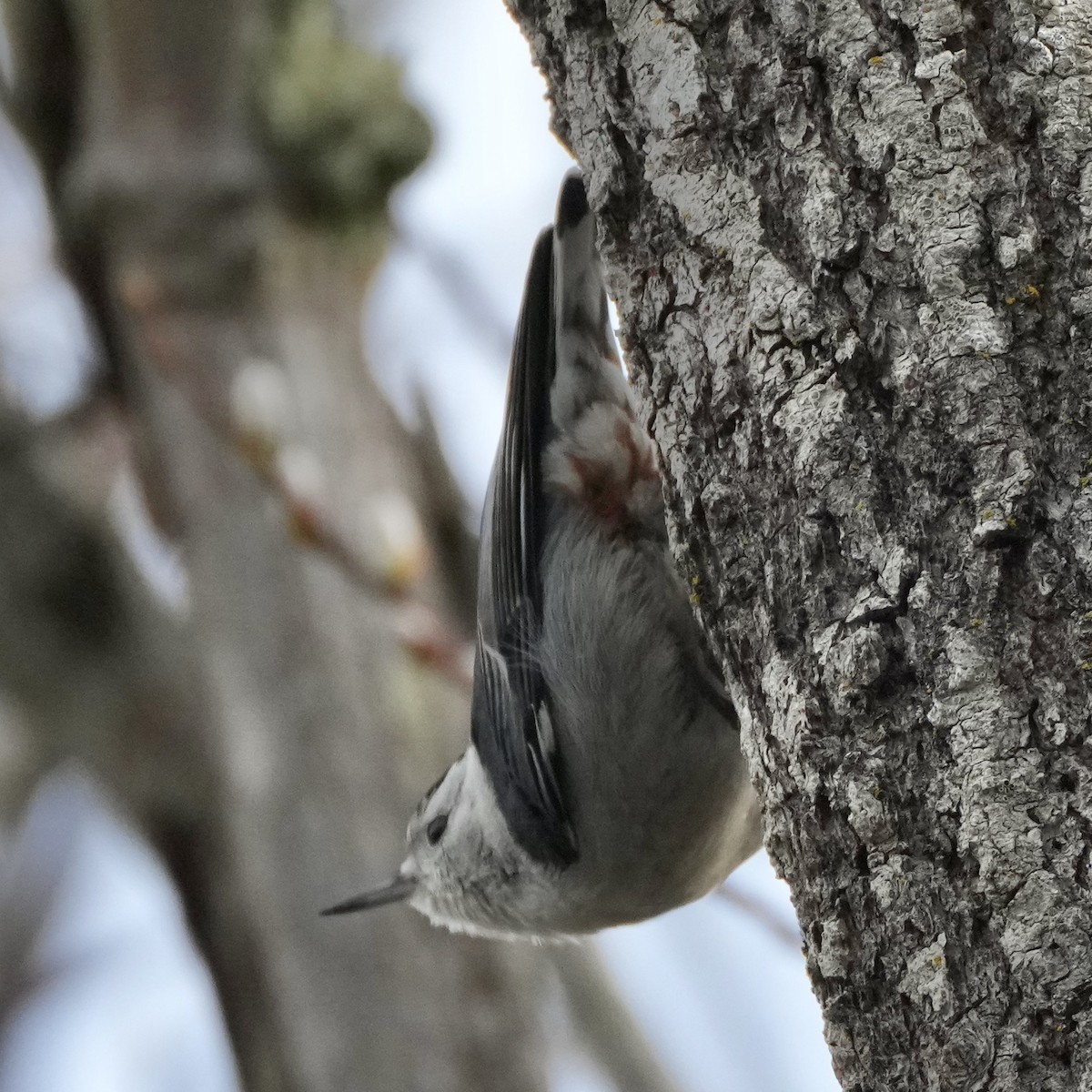 White-breasted Nuthatch - Charlene Fan