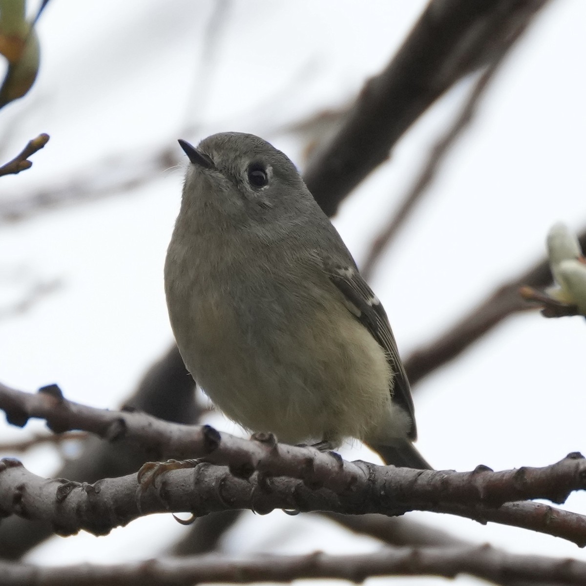 Ruby-crowned Kinglet - Charlene Fan