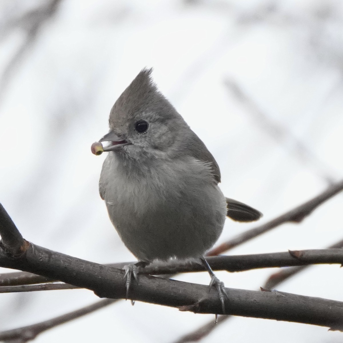 Oak Titmouse - Charlene Fan