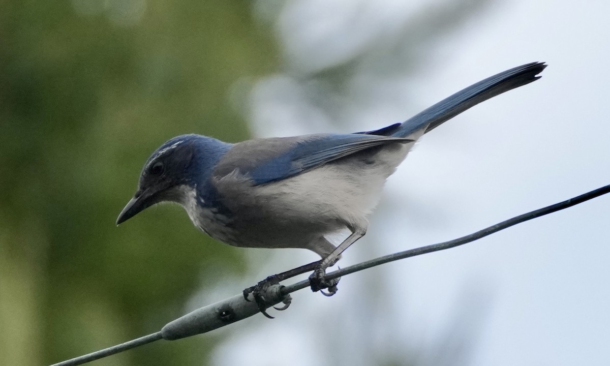 California Scrub-Jay - ML614025613