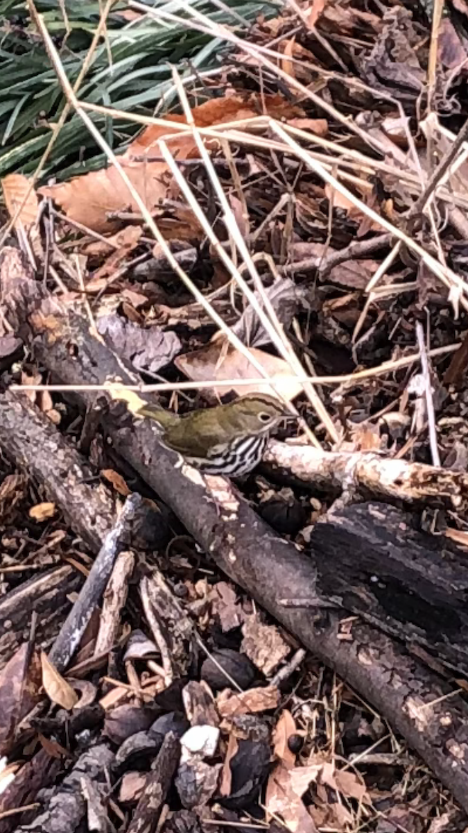 Ovenbird - ML614025684