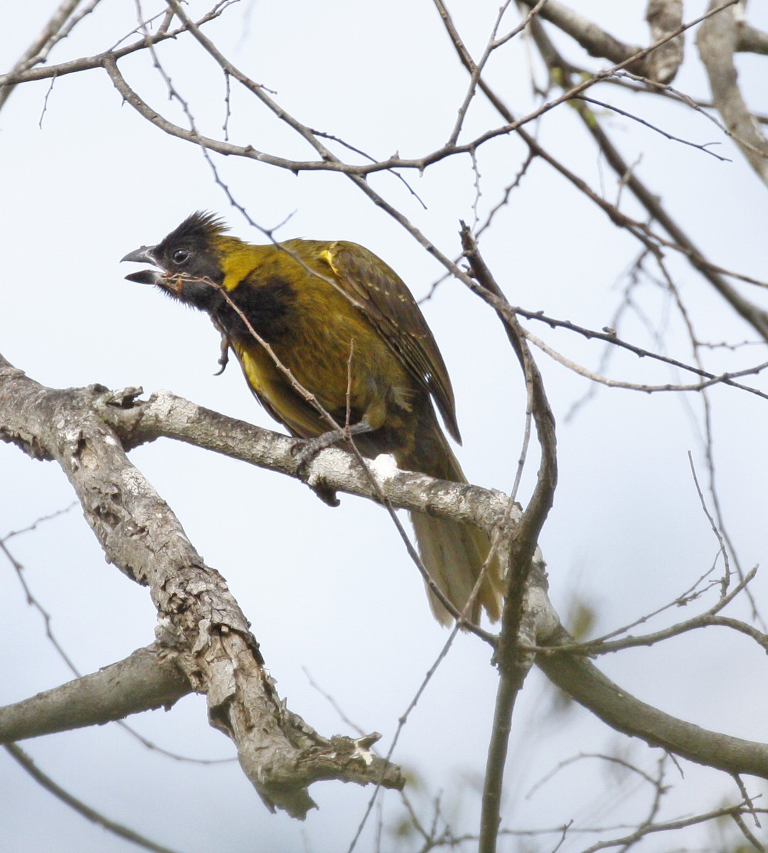 Crimson-collared Grosbeak - Bruce M. Di Labio