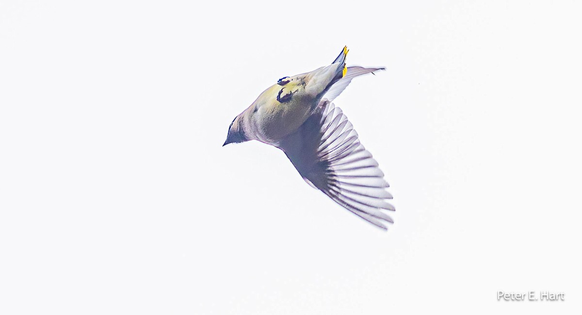 Cedar Waxwing - ML614025742