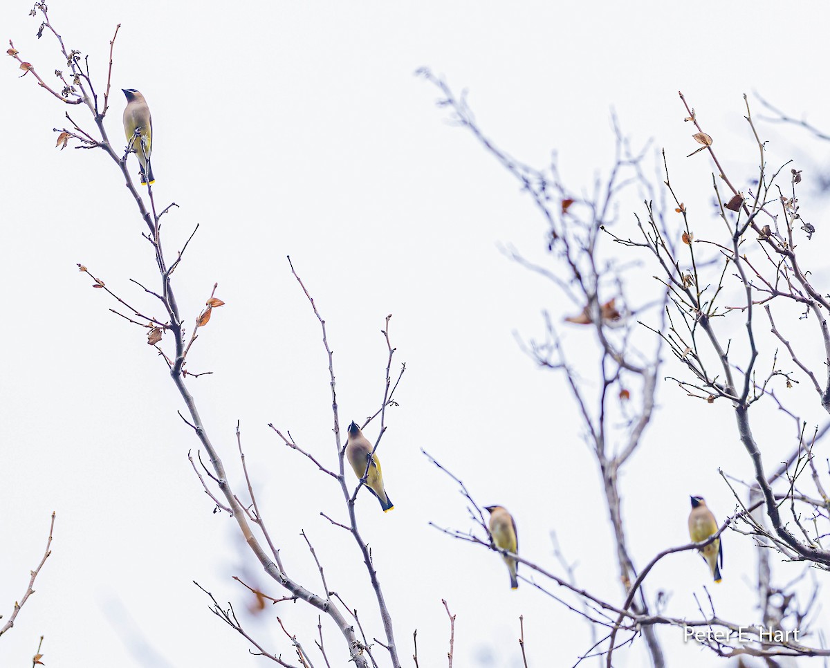 Cedar Waxwing - ML614025743