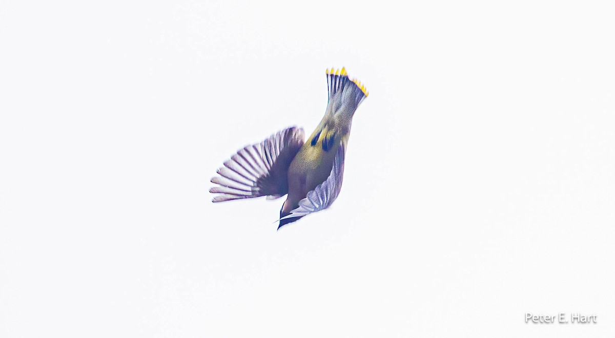 Cedar Waxwing - Peter Hart