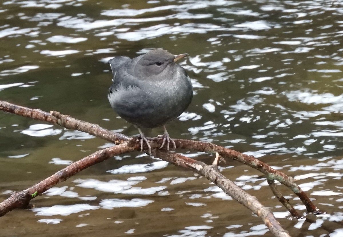 American Dipper - ML614025749