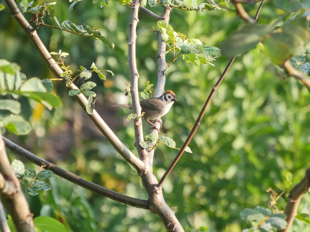 White-faced Ground-Sparrow - ML614025794