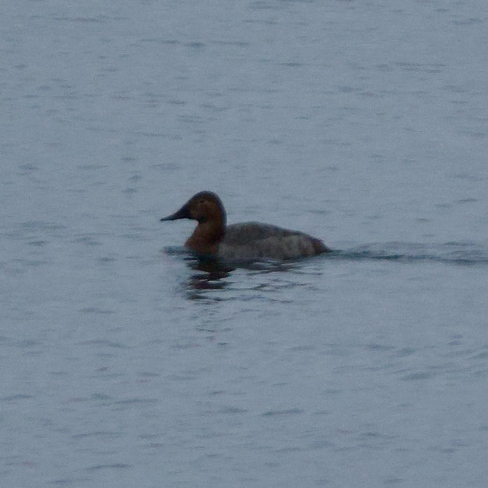 Canvasback - ML614025797