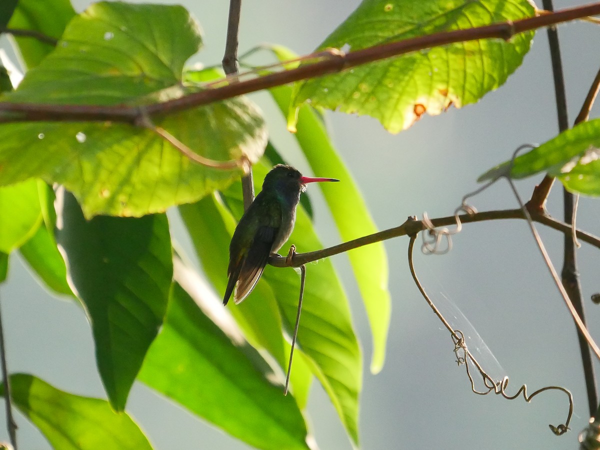 Blue-throated Goldentail - ML614025845