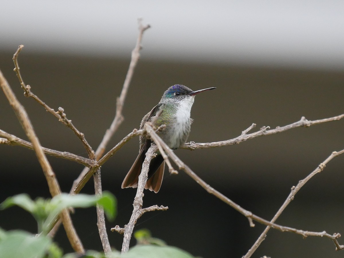 Azure-crowned Hummingbird - Tim Boucher