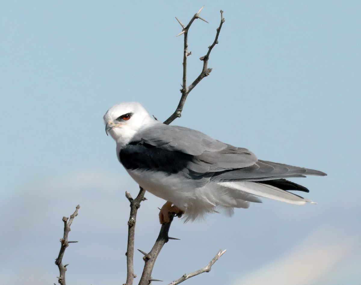 White-tailed Kite - Machel Sandfort