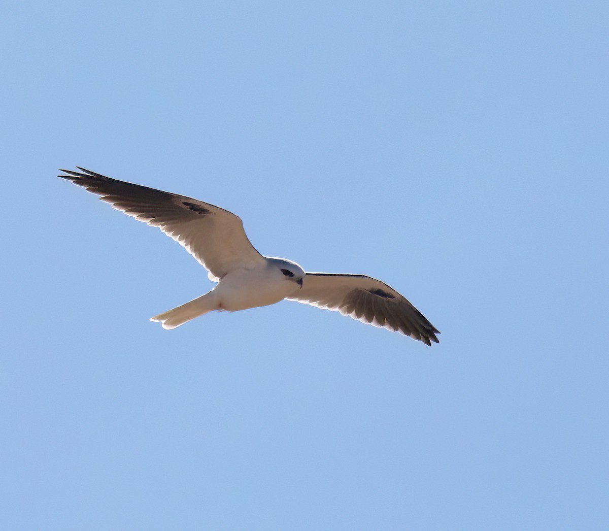 White-tailed Kite - ML614025894