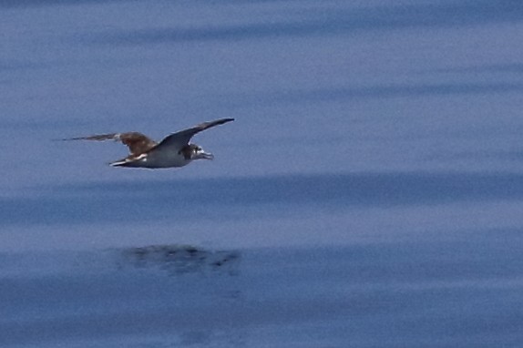 Streaked Shearwater - Douglas Faulder