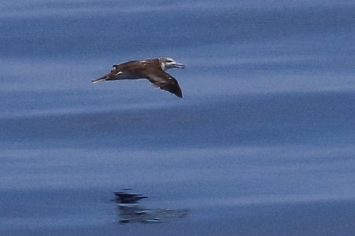 Streaked Shearwater - Douglas Faulder