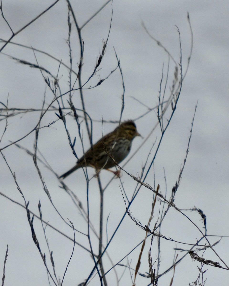 Song Sparrow - Lehman Ellis