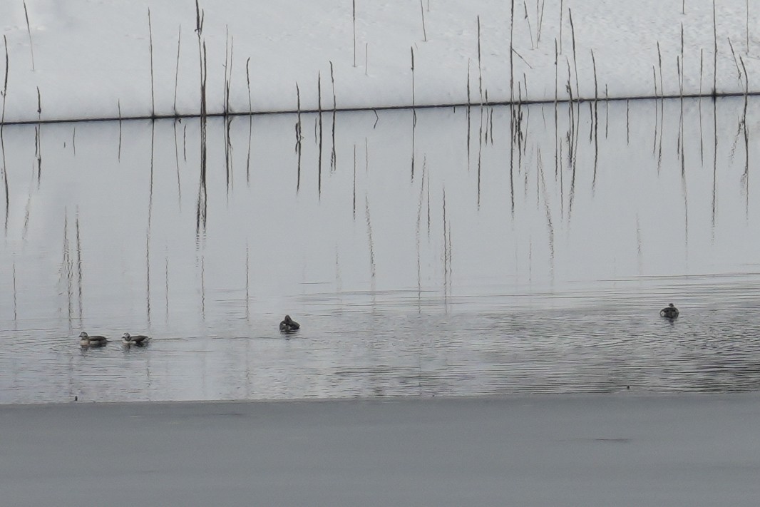 Long-tailed Duck - ML614025975