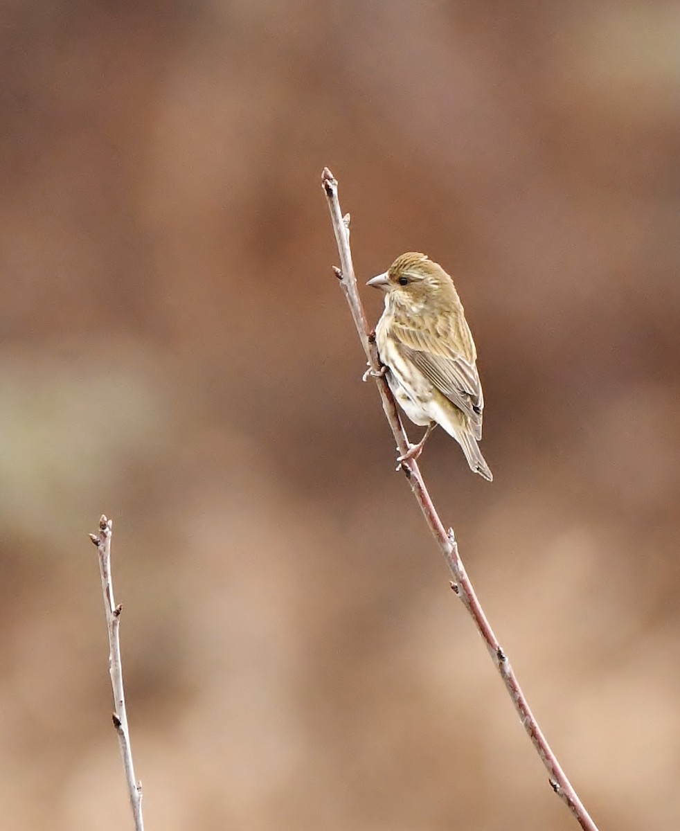 Purple Finch - ML614025994