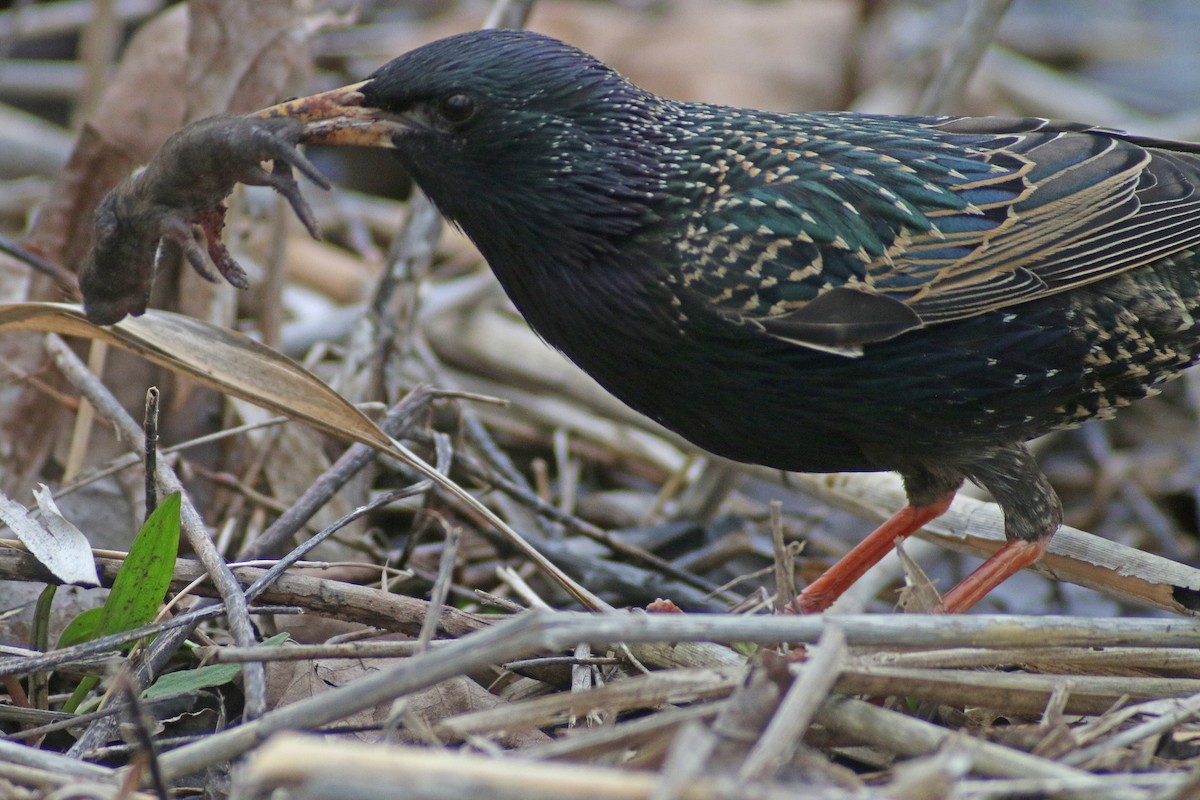 European Starling - ML614026035