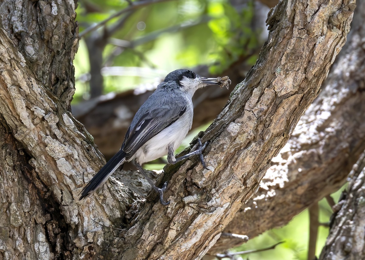 Tropical Gnatcatcher (plumbiceps/anteocularis) - ML614026049