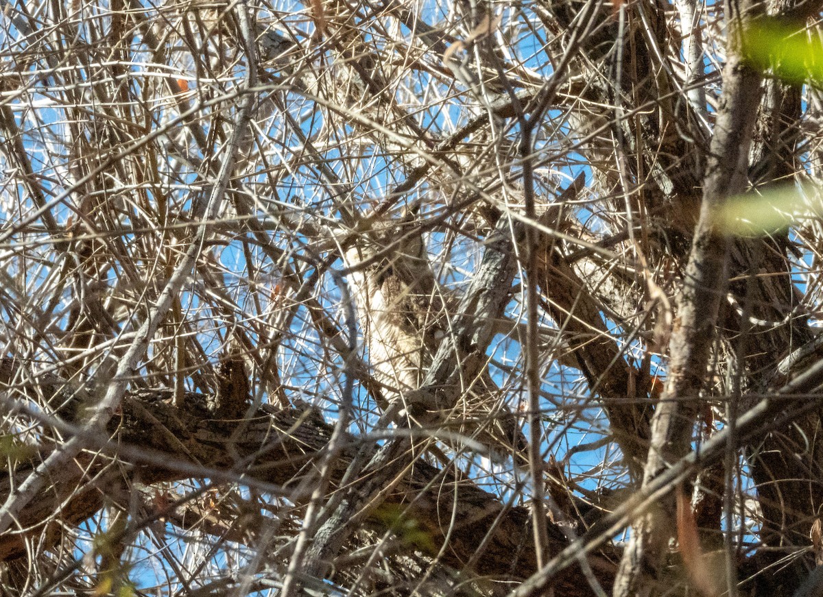 Great Horned Owl - ML614026071