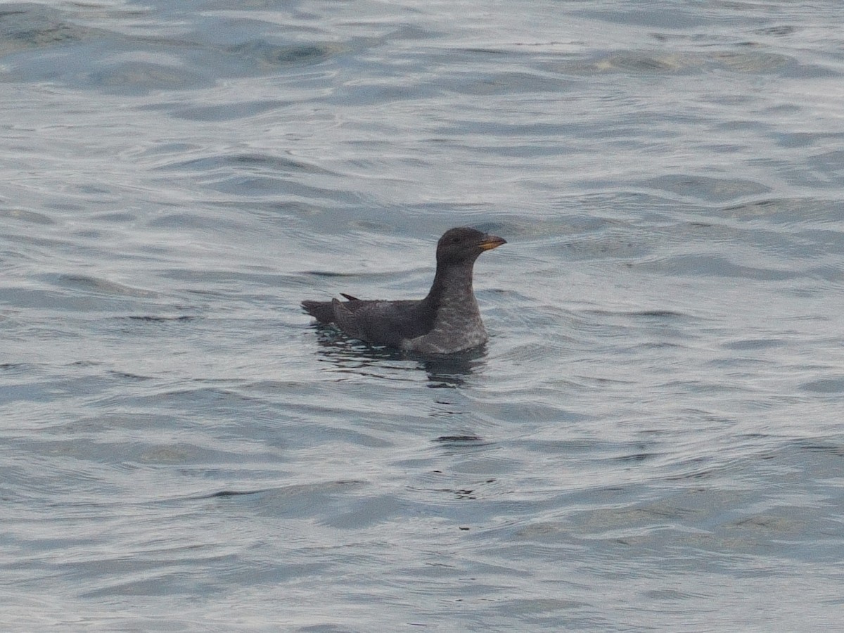 Rhinoceros Auklet - Merryl Edelstein