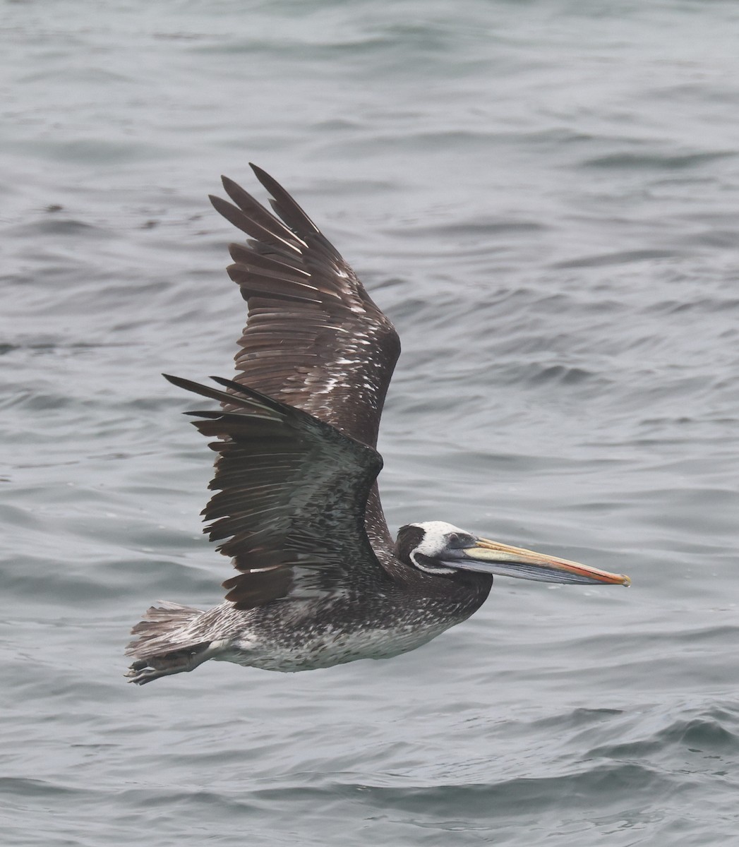 Peruvian Pelican - Jordan Roderick