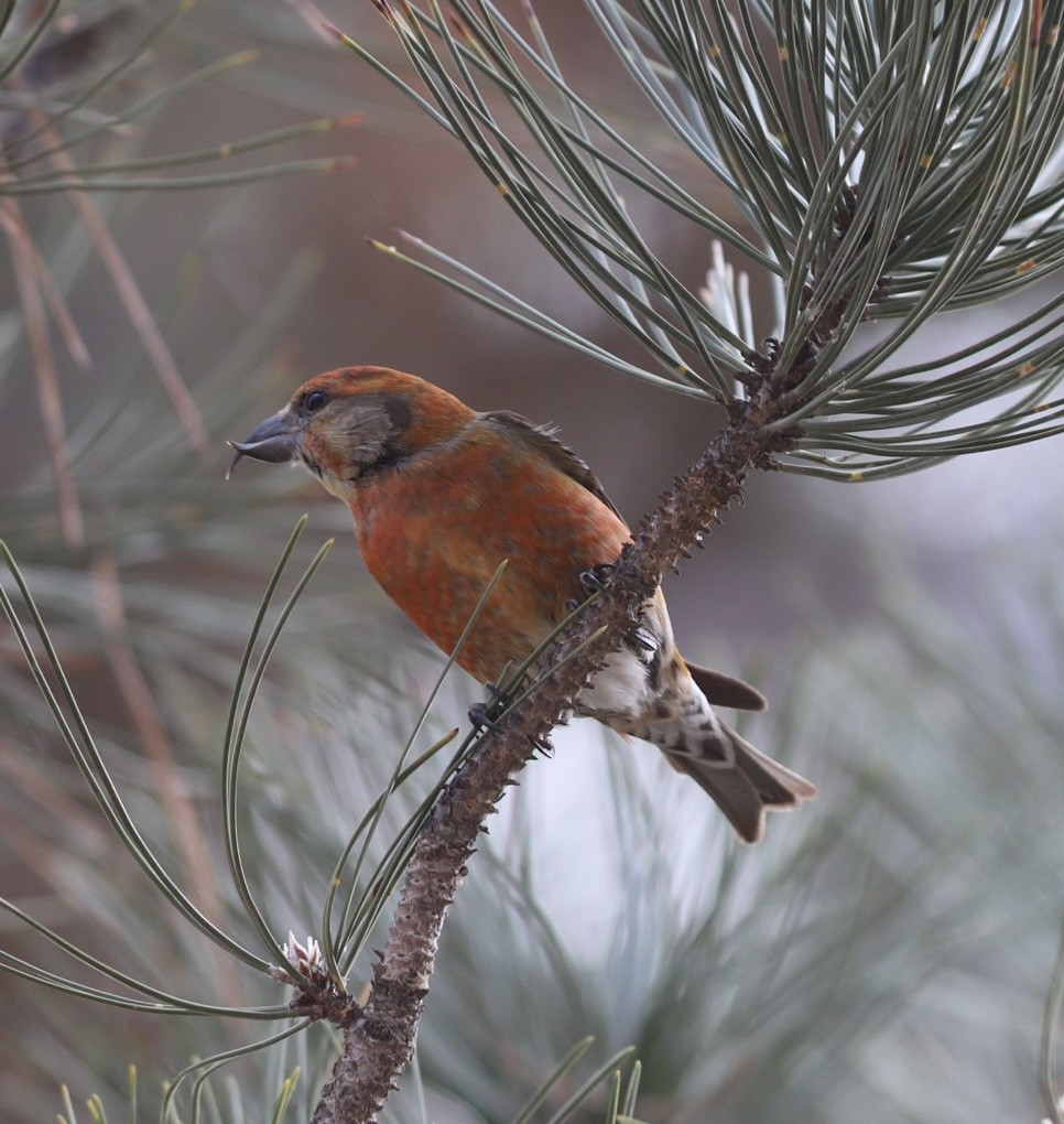 Red Crossbill (Ponderosa Pine or type 2) - ML614026130