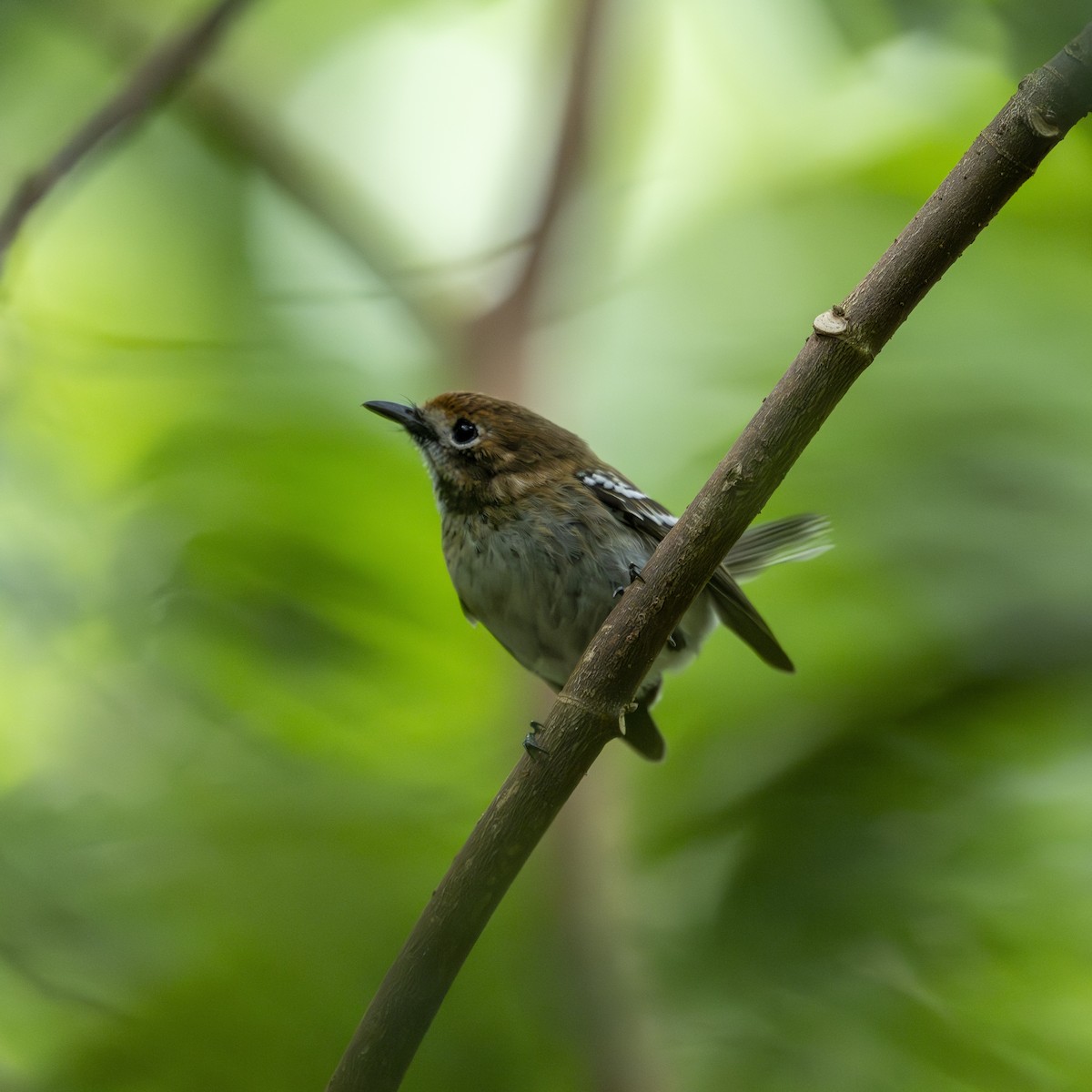 Oahu Elepaio - ML614026160