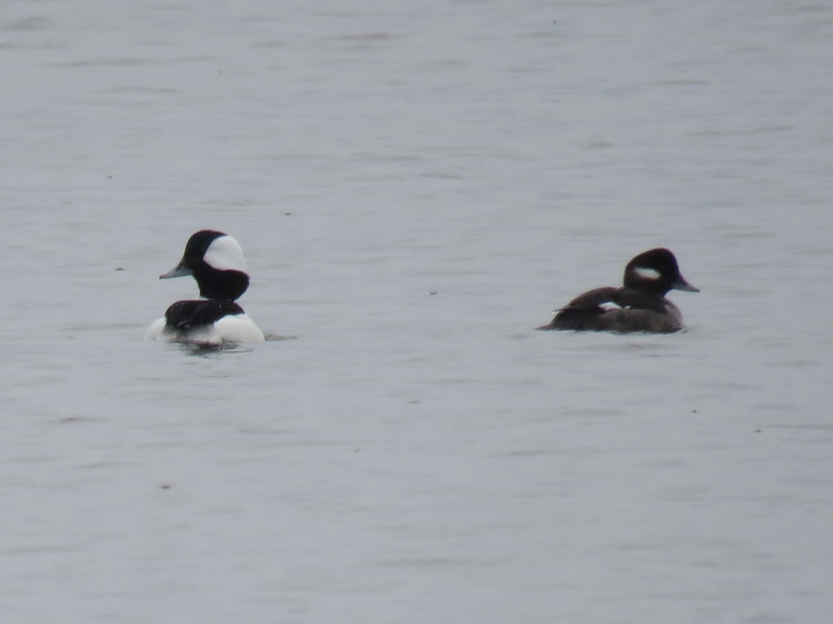 Bufflehead - Jessica Anne