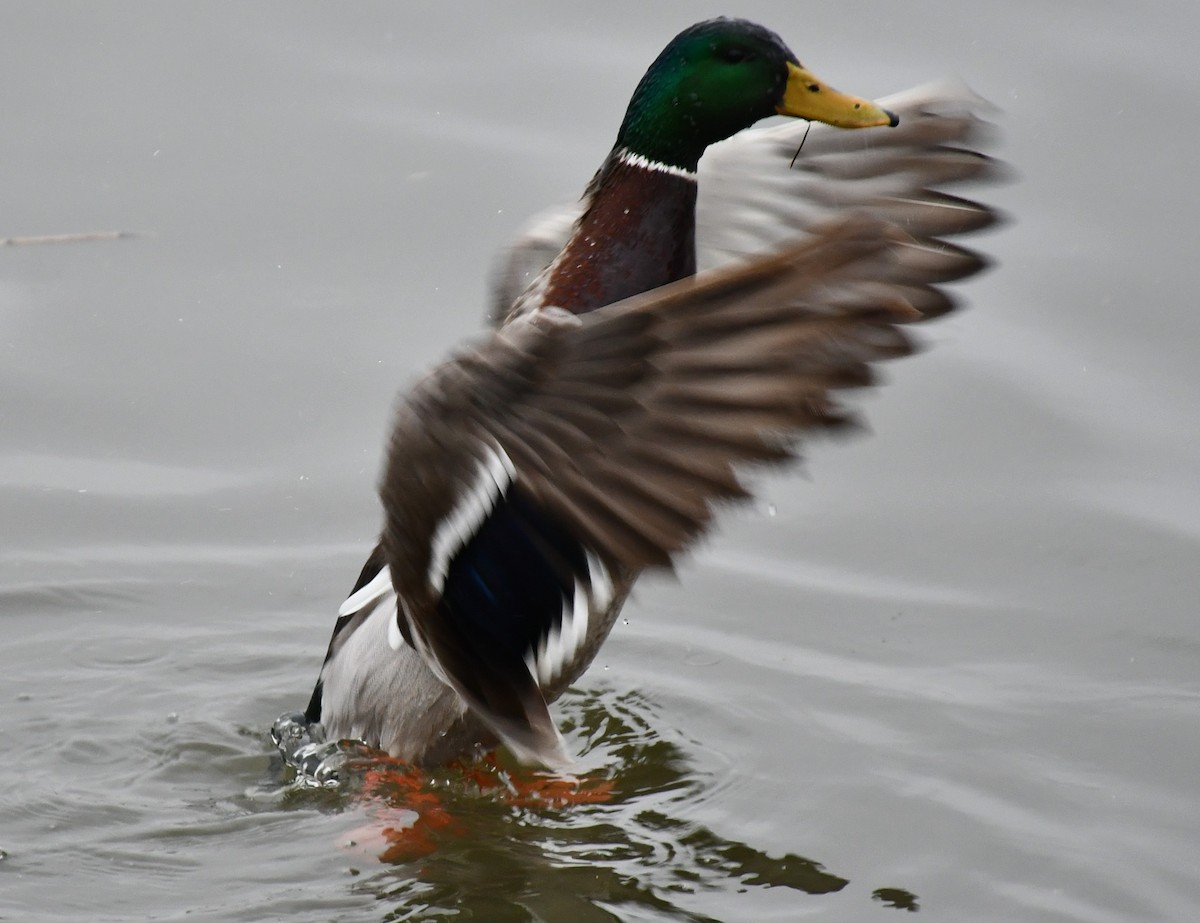 Mallard - ML614026371