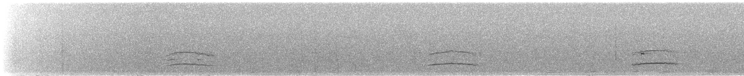 mørkhettetyrann (lawrenceii gr.) - ML614026407