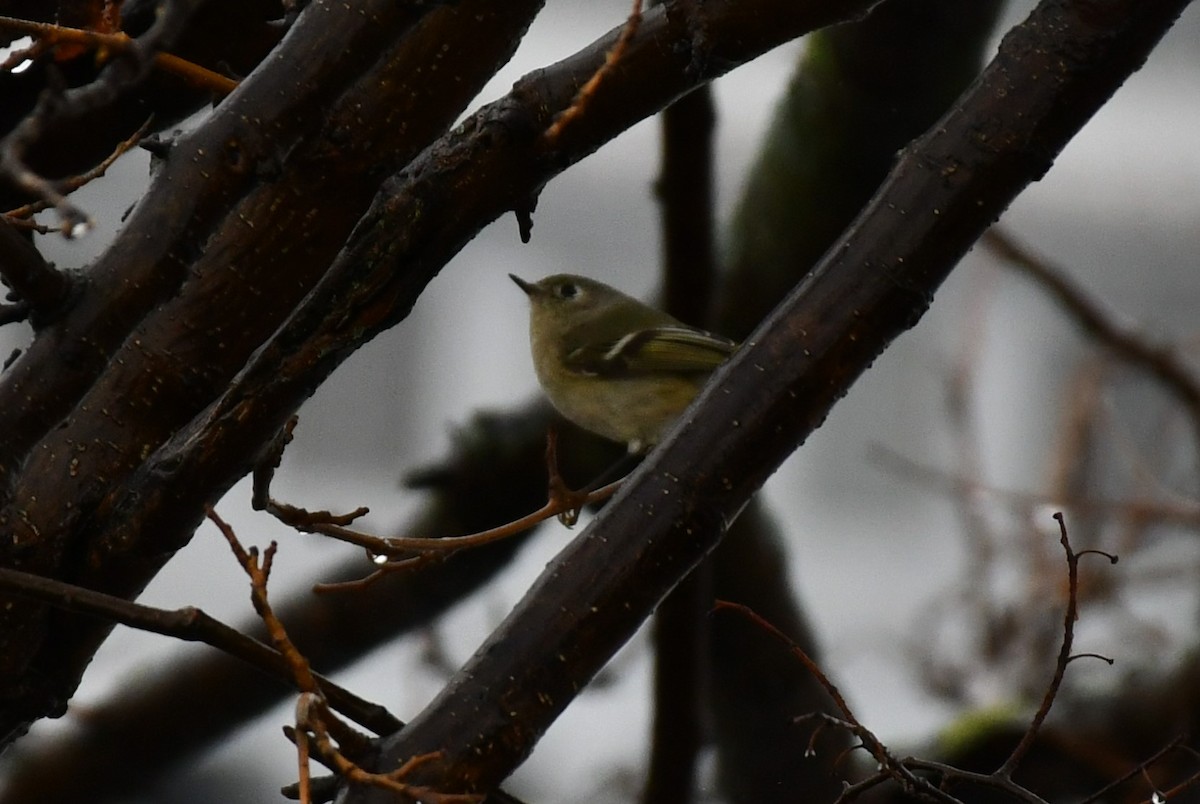 Ruby-crowned Kinglet - Brian Kenney