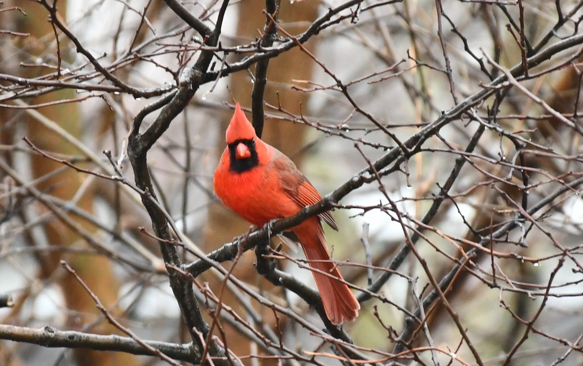 Northern Cardinal - ML614026435