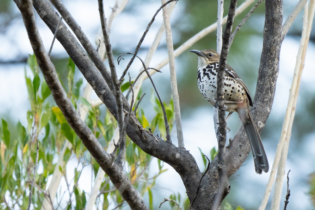 Ocellated Thrasher - ML614026440