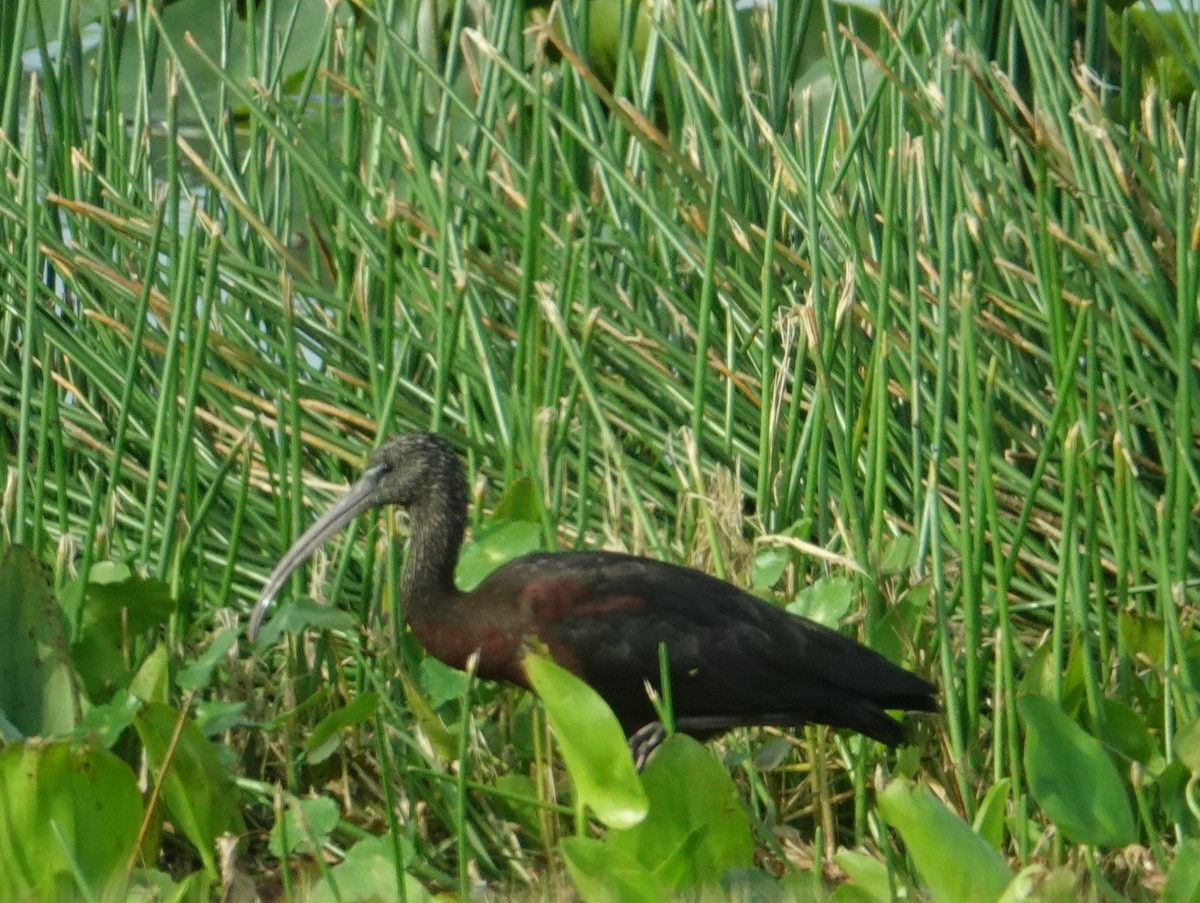 ibis hnědý - ML614026468